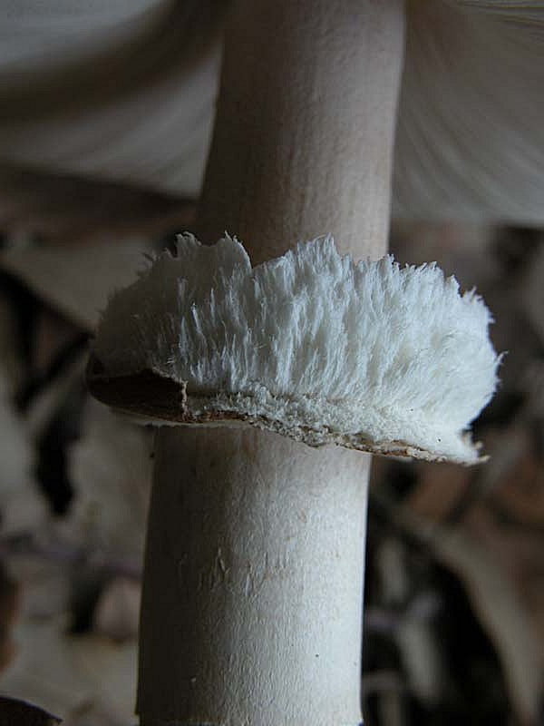 Questa volta una Macrolepiota